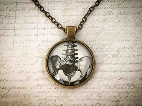 Steampunk Pelvis Anatomy Jewelry Glass Necklace - Antique Bronze Steampunk Antique Jewelry - Spinal Cord Pelvic Necklace Doctor Anatomy Gift