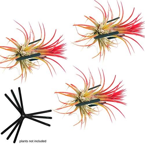 Wall Planters for Air Plants & Orchids | Vertical Mount Holders | Hanging Terrariums & Plant Hooks | Indoor/Outdoor Modern Display by ArtAK (Plants Not Included) – Set of 3 Air Knots B3