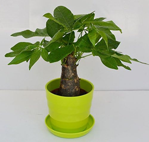 StarBox 5 Pcs Small Colorful Plastic Planters Succulents Plant Watering Pot Indoor and Outdoor Flower Pot (Strip 5Pcs)