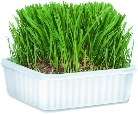 Cat-A'bout Multi-Cat CatGrass Plus Tub 150 grams by MiracleCorp/Gimborn : Cat Grass : Pet Supplies