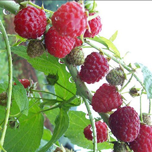 Portal Cool 10Pcs/Bag Sugar Apple Seeds, Apple Custard Apple Fruit Seeds, Bonsai Tree Seeds - Thumbnail 4