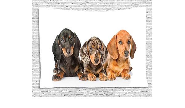 sausage dog central amazon