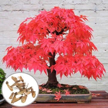 10pcs Red Maple Seeds Garden Bonsai Beautiful Indoor Potting Plant by Aroundstore
