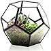 KIBAGA Geometric Terrarium - Modern Indoor Plant Terrarium with 2x Free Tealight Candles - Elegant DIY Glass Terrarium Home for Succulents and other Plants