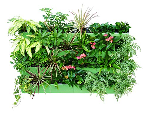 Self Watering Planter for Vertical Gardens – Indoor, Outdoor Wall Decor & Gardening Kit with Hanging Bracket – Plants Thrive with No Effort, Ideal for Busy Lifestyles – BloomWall (6 Lime)