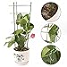ASSR Climbing Plants Support, Garden Trellis for Flowers Tomato Cages Stand Set of 3 Pack