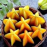 Bluelans 50Pcs Thai Star Fruit Seeds Juicy Carambola Exotic Tree Seeds