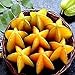 Bluelans 50Pcs Thai Star Fruit Seeds Juicy Carambola Exotic Tree Seeds