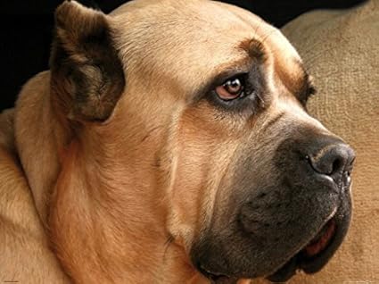 Amazoncom 1art1 Posters Dogs Poster Art Print Cane