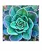 Succulent Garden Notecards: 20 Different Cards and Envelopes (Blank Nature Cards, Botanical Cards)