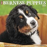 Just Bernese Mountain Puppies 2020 Wall Calendar (Dog Breed Calendar) by 