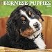 Just Bernese Mountain Puppies 2020 Wall Calendar (Dog Breed Calendar) by 
