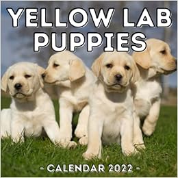 labrador puppies amazon