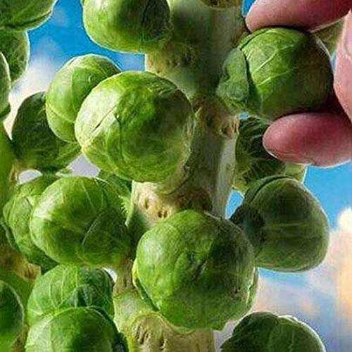 Mggsndi 200Pcs Home Organic Vegetable Brussels Sprouts Cabbage Brassica Oleracea Seeds - Heirloom Non GMO - Seeds for Planting an Indoor and Outdoor Garden Brassica Oleracea Seeds 200pcs - Thumbnail 6