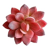 GUOYIHUA - Fake Succulents Plants - Decorative Assorted Faux Plants in Photo Frame for Home Office Décor