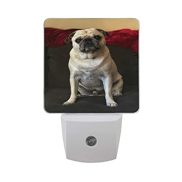 Amazon Com Night Light Pug Sitting On Couch Led Light Lamp For