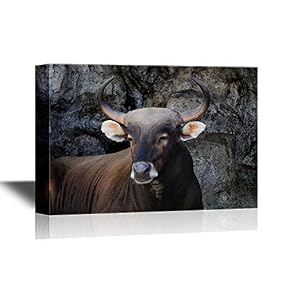 Cow with Black and White Background