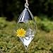 Siyaglass Pack of 2 Hanging Terrarium Glass Vase Flower Air Plant Pot Container Home Office Decoration Olive Shape