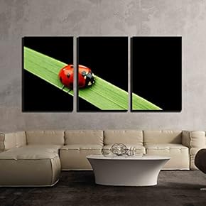 Ladybug on Grass Isolated Macro x3 Panels