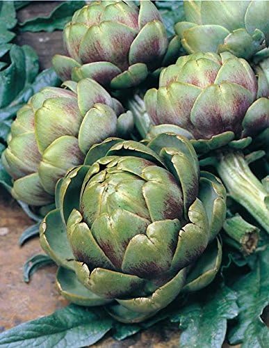 Amazon Plant Heirloom Artichoke Green Globe エアルーム アーチチョーク アーティチョーク グリーン グローブ 7 5cmポット4苗 野菜