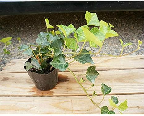 Amazon 苗 苗木 ヘデラ ヘリックス 9cmポット アイビー 苗木 植木 苗 庭木 生け垣 1本 1 草