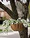 Panacea 88503 Growers Series Hanging Basket, Green, 14-Inch