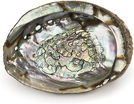 ARTEMISTORE Abalone Shell (6")