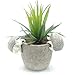 Velener Mini Home Decoration Aloe Vera Artificial Plants with Paper-Mache Pots (Set of 2), 7 inches and 5 inches, Faux Plants for Living Room, Kitchen, Bedroom, and Office Decor…