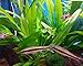 Amazon Sword Plant Echinodorus Bleheri Tall Bunch Live Aquarium Plants Freshwater Planted Tank Decorations by Mainam