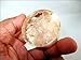 Jet Selenite Orgone Tower Buster Orgonite Piezo Generator Frequency Ions Tested Cloud Chem Buster 40 Page Jet International Crystal Therapy Booklet IMAGE IS JUST A REFERENCE