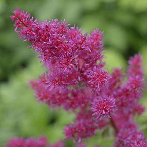 Astilbe 'Astary Rose' 15cm Pot Size