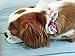 10pcs/Pack Classic Plaid Style Pet Puppy Dog Cat Bow Ties Adjustable Dog Bowties Pet Grooming Accessories