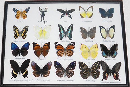 REAL BUTTERFLIES Collection Taxidermy Framed