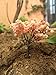 BeautyMood 10Pcs Miniature Fairy Garden Tree Plant Ornamentm, Miniature Dollhouse Pots Decor Moss Bonsai Micro Landscape DIY Craft Garden Ornament