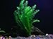 1 Imported Anacharis Bunch - 4-5 Stems per Bunch| Egeria Densa - Beginner Tropical Live Aquarium Plant