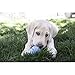 KONG - Snacks - All Natural Dog Treats Classic Rubber Toys - Puppy Recipe for Small Puppies (7 Ounce)
