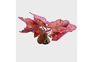 PLANTS N FINS Tiger Lotus Bulb + Root Tab | Live Arrival Guarantee | Live Aquarium Plant Freshwater