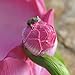 Miniature Fairy Garden Lotus Teacup Planter