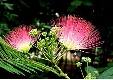 25 Mimosa Persian Silk Tree Albizia Julibrissin Seeds Amazon Ca Patio Lawn Garden