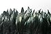 BLACK COQUE Rooster Tail Feathers: 4-7