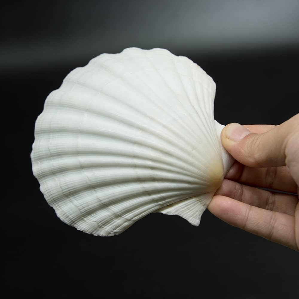 Vase Fillers - 10 PCS 4-5 inch Large Scallop Shells Baking Sea Shells Large Natural White Scallop Shell From Sea Beach For DIY Craft Decor