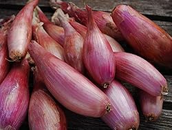 Seeds Red Shallot Onion Heirloom Vegetable for