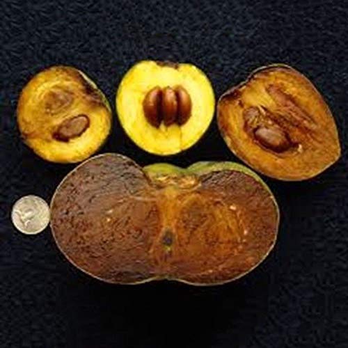 ASTONISH Seeds Package: 10 Seeds Rare Diospyros Digyna Black Sapote Persimmon Chocolate Pudding Fruit