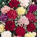 Carnation (Dianthus Caryophyllus Chabaud Mix) Tall Double Fringed Flowers with a Rich Fragrance! Beautiful As Cut Flowers! Approx 25 Seeds