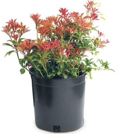 Pro Cal Premium Nursery Pot 7 Gal