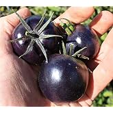 Seeds Rare Tomato Indigo Rose American Blue Medium Vegetable for Planting Heirloom Non GMO