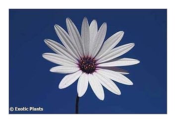 Osteospermum Ecklonis Marguerite Du Cap 10 Graines