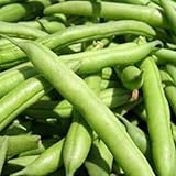 Seed Needs, Blue Lake 274 Bush Bean