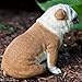 Sandicast Original Size Fawn Bulldog Sculpture - Sitting