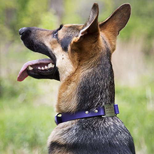 dogIDS Orange Personalized Waterproof Dog Collar with Engraved ScruffTag Nameplate - Smell Resistant Collar (1 Inch Wide - Fits Neck Sizes of 22-26 Inches)